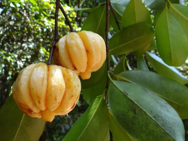 Why Should You Start Selling Garcinia Cambogia Supplement?